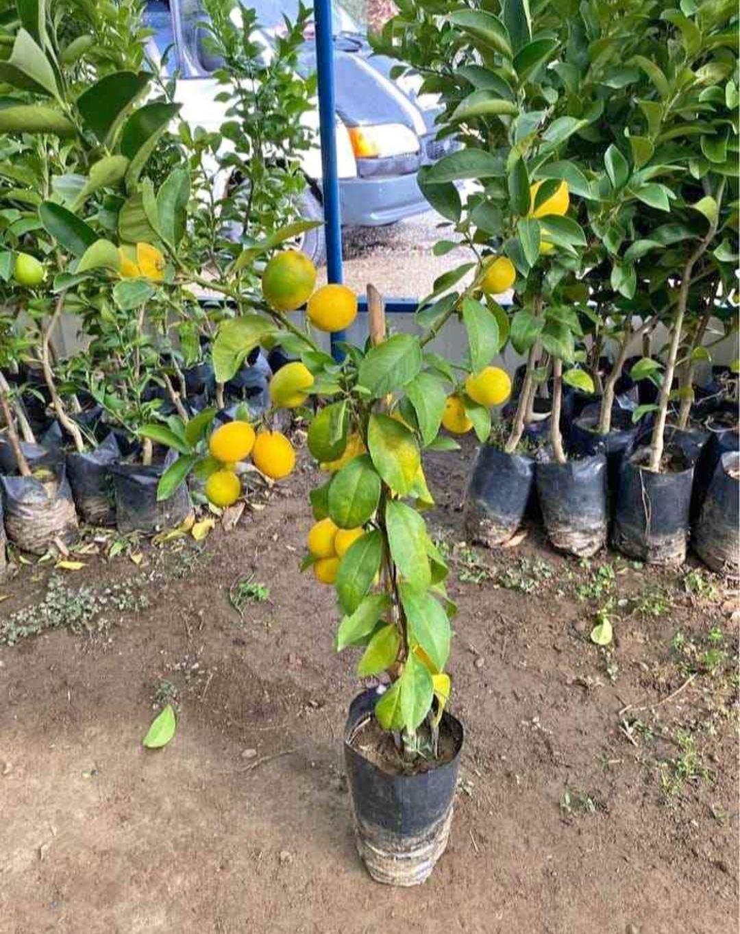 YEDİVEREN LİMON FİDANI